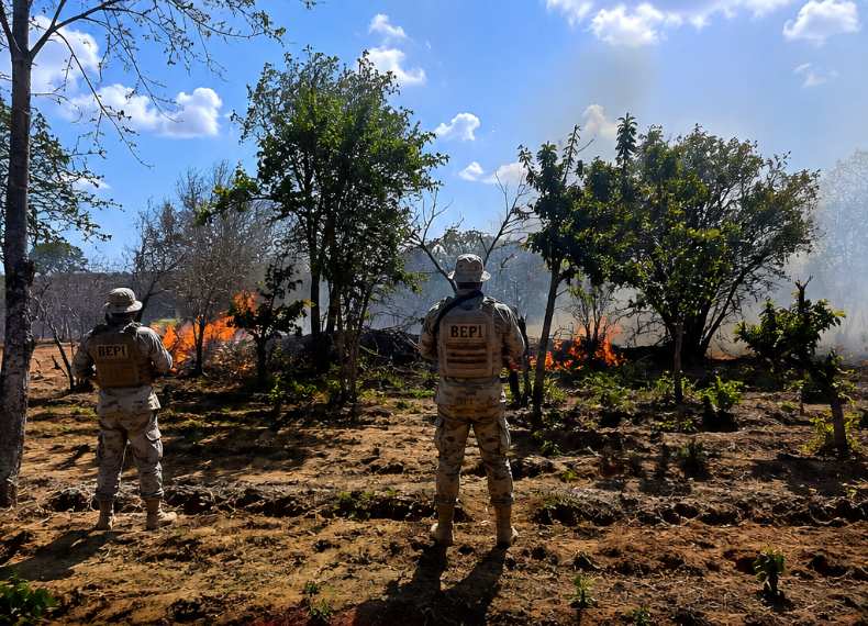 BEPI erradica mais de 2 mil pés de maconha na zona rural de Cabrobó